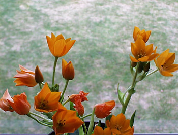 Orange flowers, flowers, orange HD wallpaper