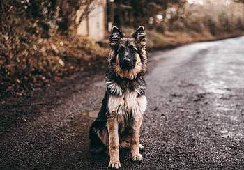 German Shepherd, dog, canine, shepherd, german HD wallpaper