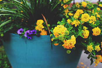 Flowers, Pot HD wallpaper