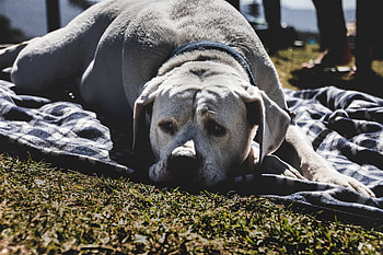 Animals, Lies, Dog, Muzzle, Labrador HD wallpaper