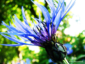 Plants, Flowers HD wallpaper