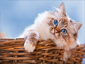 Cozy basket, kitten, sweet, colorful, kitty, cozy, cute, cat, fluffy, blue eyed, basket, funny, adorable HD wallpaper