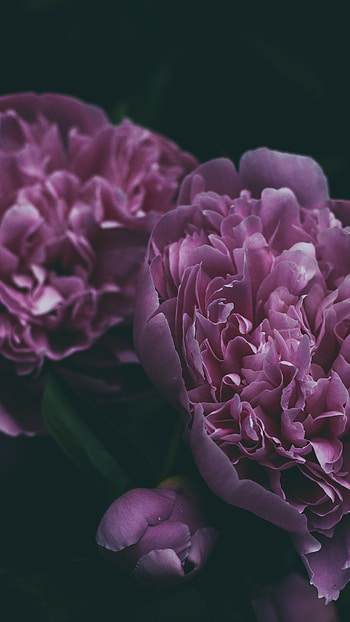 Flowers, Pink, Flower, Petals, Bloom, Flowering, Peony, Pion HD phone wallpaper