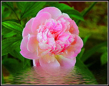 For Anca, rose, pink, white, reflection, flower, green, water, cream HD wallpaper