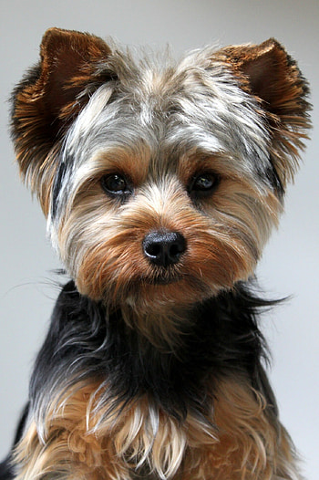 Yorkshire Terrier, , Background HD phone wallpaper