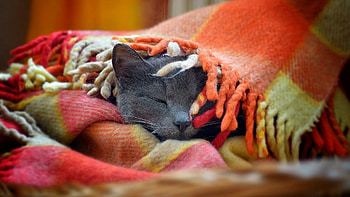 Sleeping cat, cute, cat, pet, animals HD wallpaper