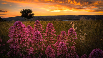 Spring at Sicily, Italy, sunset, field, blossoms, clouds, colors, sky, tree HD wallpaper