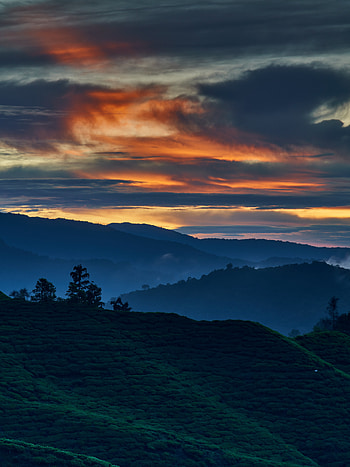 Nature, Trees, Sunset, Twilight, Dusk, Hills, Dahl, Distance HD phone wallpaper
