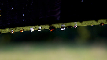 Drops, Plant, Macro, Dark, Branch, Dew HD wallpaper