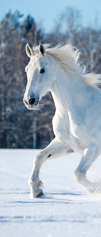 Animalistic beauty, Majestic horse, Stunning visuals, Nature's masterpiece HD phone wallpaper