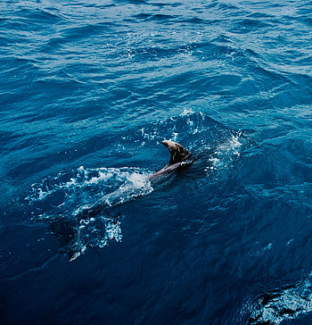 Animals, Water, Predator, Shark HD phone wallpaper
