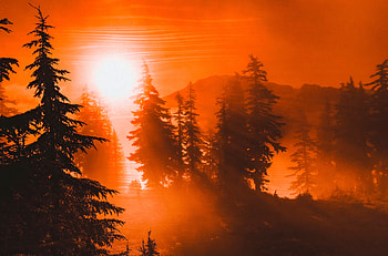 Orange Sunrise Between Trees , sunrise, trees, nature HD wallpaper