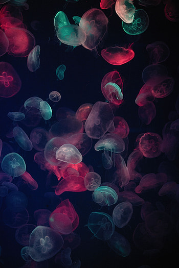 Animals, Jellyfish, Multicolored, Motley, Glow, Underwater World HD phone wallpaper
