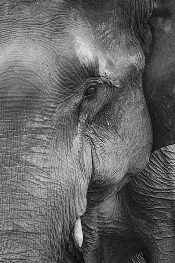 Monochrome close-up of an elephant highlighting its textured skin. HD phone wallpaper