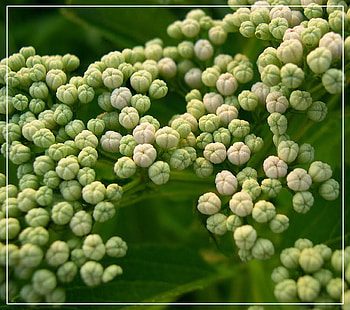 White Buds, white, leaves, buds, closed HD wallpaper
