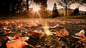 Autumn Sunshine, september, path, beautiful, park, golden autumn, leaves, yellow, alley, nature, amazing HD wallpaper