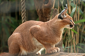 Animals, Iris, To Lie Down, Lie, Beautiful, Big Cat HD wallpaper