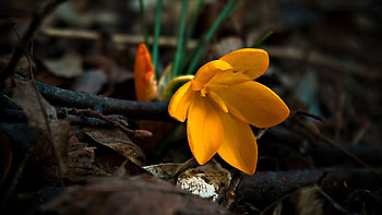 Leaves, Flower, Macro HD wallpaper