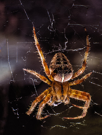 Web, Macro, Close-Up, Insect, Paws, Spider HD phone wallpaper