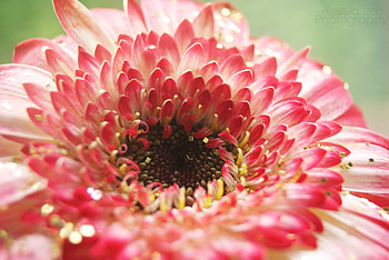 shimmering, graphy, flower, colors, nature, macro HD wallpaper