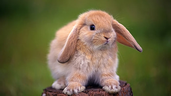Bunny, , Animal backgrounds, Cute rabbits HD wallpaper