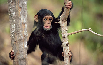 Animals, Trees, Monkey, Climb, Fur HD wallpaper