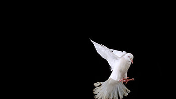 Subscription Library White bird flapping on black background, Slow Motion HD wallpaper