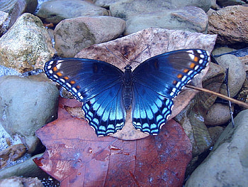 Blue Butterfly, blue, cool, butterfly HD wallpaper