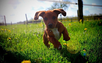 Running puppy, Animals, Dog, Puppy HD wallpaper