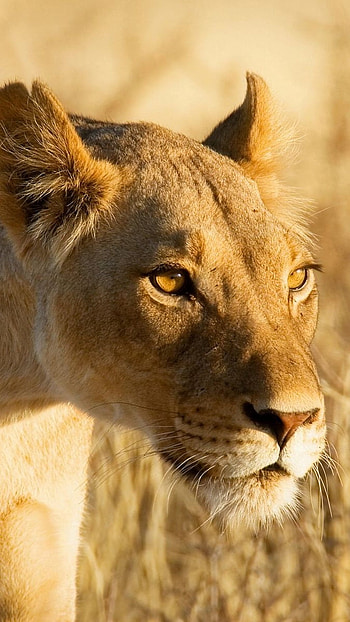 Danger Lion, Female lion, Lioness HD phone wallpaper