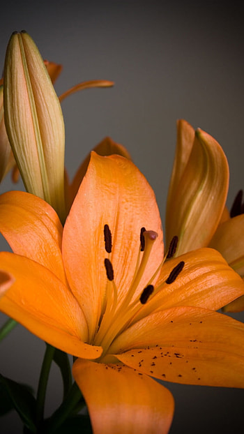 Lily, Orange HD phone wallpaper