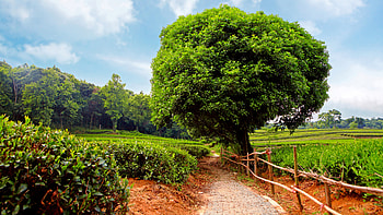Beautiful Scenery Bushes Trees Wood Fence Grass Forest Nature Blue Sky Background Nature HD wallpaper
