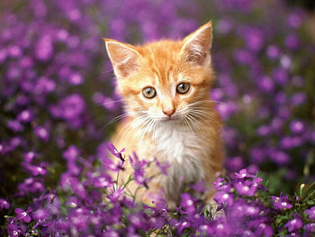 Gatito entre flores, gatito, kitten, morado, flores, cats, beautiful, orange, little, purple, animals, violet, funny, flowers, tiny HD wallpaper