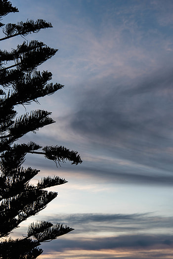 Twilight, Dark, Silhouette, Wood, Tree, Dusk HD phone wallpaper