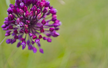 wild garlic, garlic, art, vodorez, flower, , nature, , ukreine, artem HD wallpaper