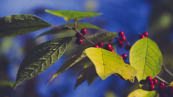 Nature, Leaves, Berries, Branch HD wallpaper