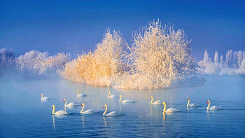 Swan Lake in Winter, trees, swans, ice, snow, sky HD wallpaper