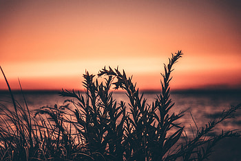 Nature, Sunset, Grass, Plant HD wallpaper