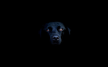 Dog's charm, Stunning visuals, clarity, High-definition details HD wallpaper