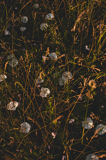 Flowers, Grass, Wildflowers, Loach HD phone wallpaper