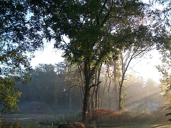 purrrfect morning, fog, sun, morn, tree HD wallpaper
