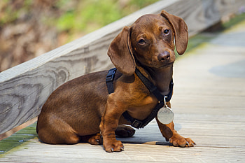 Animals, Dog, Puppy, Medal, Dachshund, Reward HD wallpaper