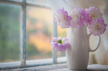 Roses, Flowers, Vase, Window HD wallpaper