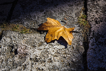 Fallen Autumn Leaf , leaf, autumn, nature HD wallpaper