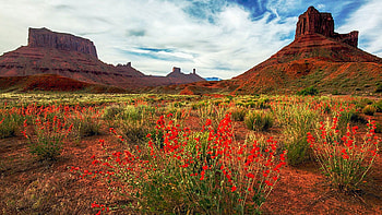Orange Globemallow Flower Field In Front Of High Rock Monoliths, Sedona, blossoms, usa, arizona, clouds, landscape, sky, rocks HD wallpaper