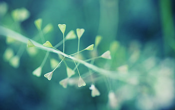 Grass, Plant, Macro, Dandelion HD wallpaper