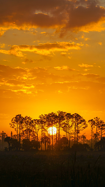 Nature, Trees, Sunset, Sun, Silhouette HD phone wallpaper