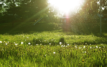Landscape, Grass, Sun HD wallpaper