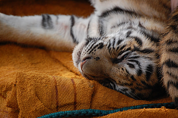 Animals, Young, Muzzle, Tiger, Sleep, Dream, Joey, Tiger Cub HD wallpaper