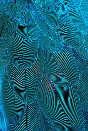 Plumage, blue feathers, close up HD phone wallpaper